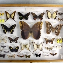 Einer der Schauksten aus der Schmetterlingssammlung von SR Dr. Helmut Steuer - Bildautor: Matthias Pihan, 04.05.2015
