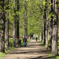 Kastanienallee im Stadtpark - Bildautor: Matthias Pihan, 20.04.2016