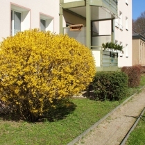 Forsythienblte in der Siedlung - Bildautor: Matthias Pihan, 06.04.2018