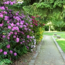 Rhododendrenblte im Badewldchen - Bildautor: Matthias Pihan, 17.05.2018