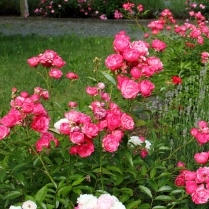 Bilder des Jahres 2018