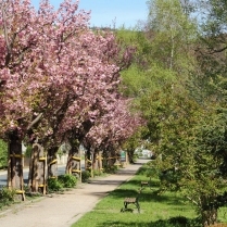 Japanische Bltenkirsche im Park an der Schwarzburger Strae - Bildautor: Matthias Pihan, 24.04.2019