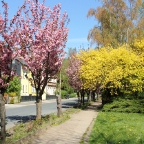 Im Park an der Schwarzburger Strae - Bildautor: Matthias Pihan, 24.04.2019