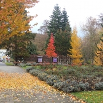 Am Rosenbeet im Kurpark - Bildautor: Matthias Pihan, 18.11.2019