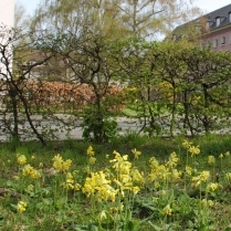 Im Wohngebiet Siedlung - Bildautor: Matthias Pihan, 15.04.2020