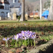 Krokusblte im Kurpark - Bildautor: Matthias Pihan, 23.02.2021