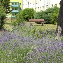 In der Siedlung an der Carl-Fischer-Strae - Bildautor: Matthias Pihan, 14.06.2022