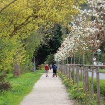 Im Kurpark entlang der Schwarzburger Strae - Bildautor: Matthias Pihan, 23.04.2023