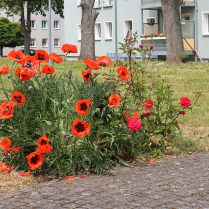 Mohnblte in der Warfe - Bildautor: Matthias Pihan, 07.06.2023