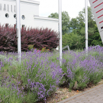 An der Stadthalle - Bildautor: Matthias Pihan, 19.06.2023