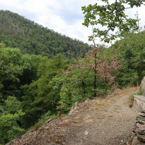 Friedensweg mit Blick zur Hnenkuppe - Bildautor: Matthias Pihan, 19.07.2023