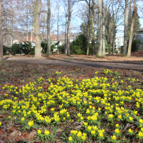 Blte der Winterlinge im Stadtpark - Bildautor: Matthias Pihan, 13.02.2024