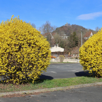 Forsythienblte am Parkplatz der Stadthalle - Bildautor: Matthias Pihan, 15.03.2024