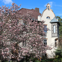 Magnolienblte in der Bhringstrae - Bildautor: Matthias Pihan, 25.03.2024