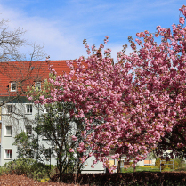 Im Wohngebiet Siedlung - Bildautor: Matthias Pihan, 11.04.2024