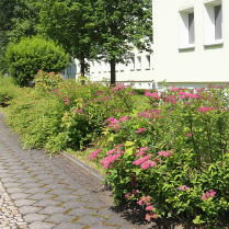 Im Wohngebiet Siedlung - Bildautor: Matthias Pihan, 07.06.2024