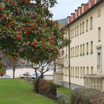 Im Wohngebiet Siedlung - Bildautor: Matthias Pihan, 16.11.2024