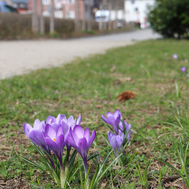 Krokusblte im Kurpark - Bildautor: Matthias Pihan, 22.03.2025