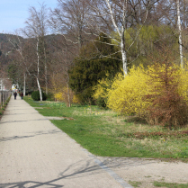 Im Kurpark an der Schwarzburger Strae - Bildautor: Matthias Pihan, 02.04.2025