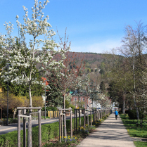Im Kurpark an der Schwarzburger Strae - Bildautor: Matthias Pihan, 16.04.2025