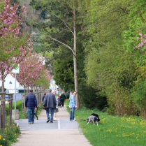 Kirschblte an der Schwarzburger Strae - Bildautor: Matthias Pihan, 22.04.2025