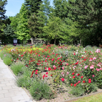 Am Rosenbeet im Kurpark - Bildautor: Matthias Pihan, 17.06.2025