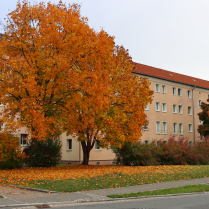 Im Wohngebiet Siedlung - Bildautor: Matthias Pihan, 14.10.2025