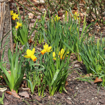 Narzissen im Park - Bildautor: Matthias Pihan, 05.04.2026