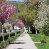Im Park an der Schwarzburger Stra�e - Bildautor: Matthias Pihan, 25.04.2026