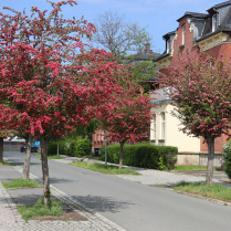 B�hringstra�e - Bildautor: Matthias Pihan, 10.05.2026