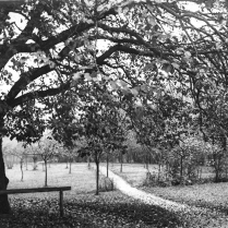 Weg durch die Stdtische Obstplantage - Heute Standort der Diskothek und des Caravanparks - Bildautor: Paul Toennies  Stadt Bad Blankenburg