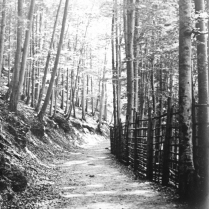 Uferweg der Schwarza mit dem Wildzaun zwischen Werremndung und Hordensteg. - Bildautor: Paul Toennies  Stadt Bad Blankenburg