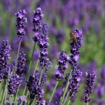 Lavendel