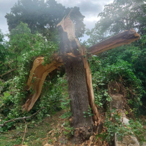 Umgest�rzter Baum auf dem Alten Friedhof