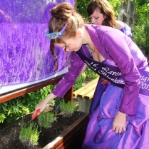 Lavendelbepflanzung an der Schautafel der Lavendelkniginnen - Bildautor: Matthias Pihan
