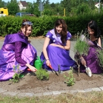 Lavendelpflanzung und Maifest