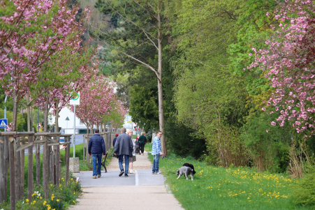 Kirschblte an der Schwarzburger Strae